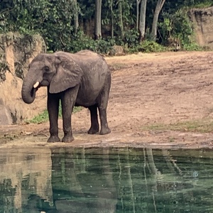 Meredith Schneberger